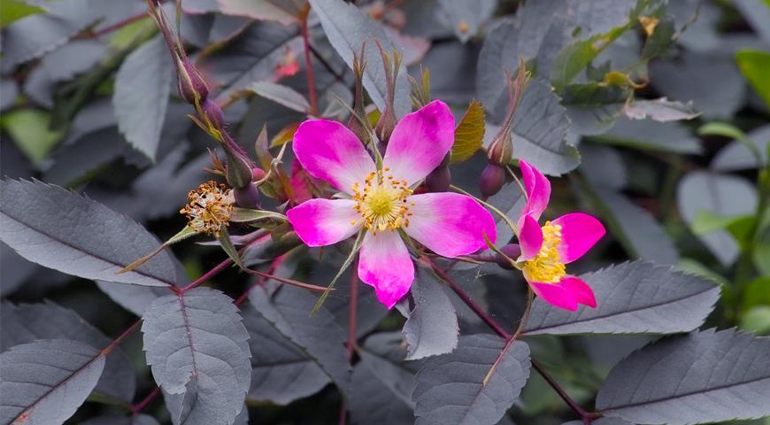 шиповник сизый, шиповник краснолистный, rosa glauca, кустарник, декоративный кустарник, зимостойкий кустарник