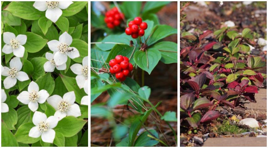 дерен, карликовый дерен, дерен канадский, Cornus canadensis, зимостойкий кустарник