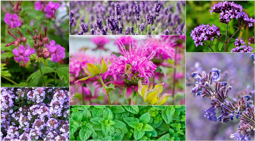 12 лучших растений для ароматного целебного цветника