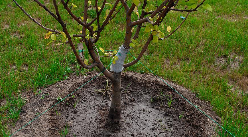 Как правильно посадить саженец яблони