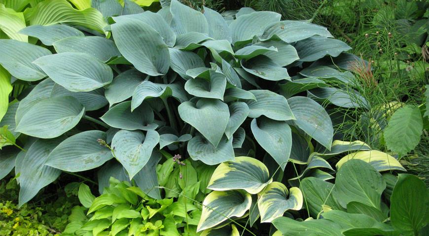 hosta Halcyon, хоста, хоста Halcyon, хосты, миксбордер с хостами