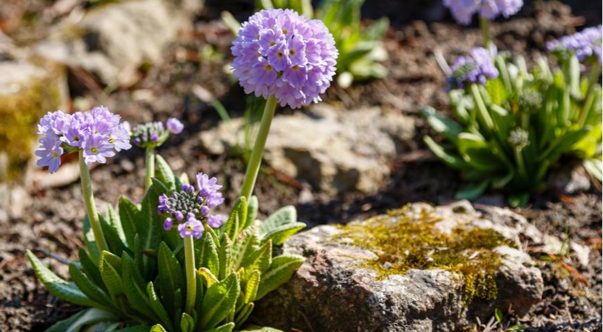 Drumstick primula (Primula denticulata), мелкозубчатая примула, примула