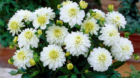 В моде "мини": многолетние растения для мини-сада