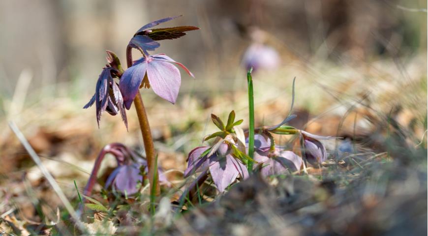 Морозник, морозник красноватый,  Helleborus purpurascens