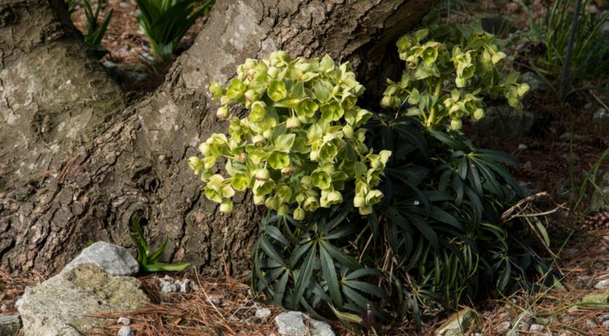 морозник, Нelleborus, первоцвет, рождественская роза, Helleborus foetidus, морозник вонючий