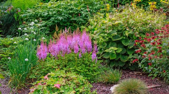 Астильба: уход и размножение