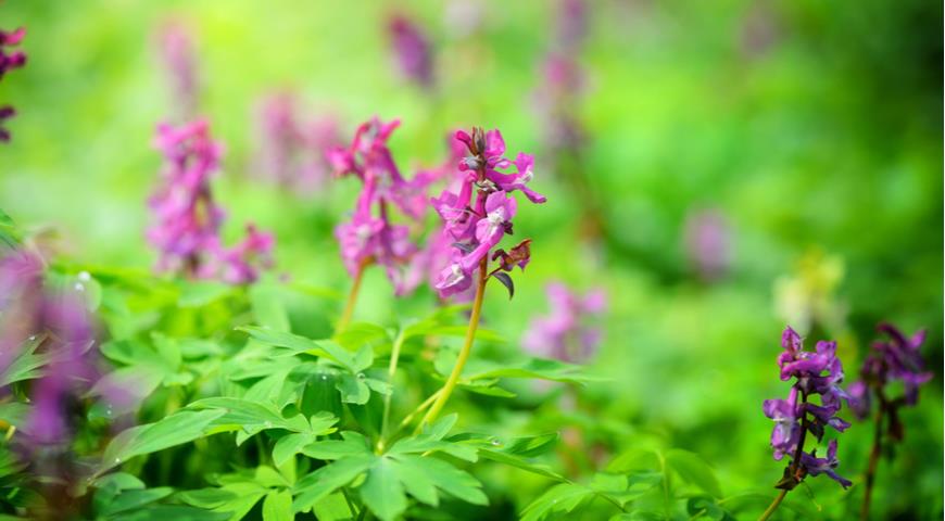 Хохлатка полая (Corydalis cava)