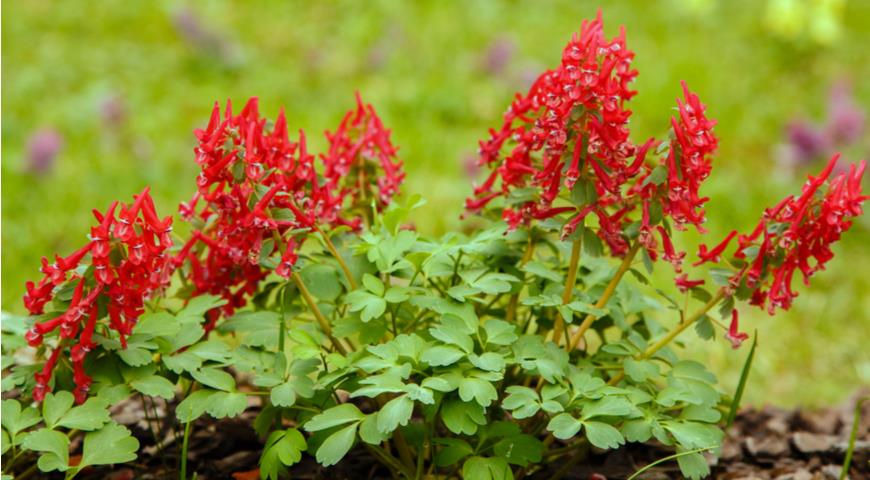 Хохлатка клубневая (Corydalis bulbosa) сорт George Baker