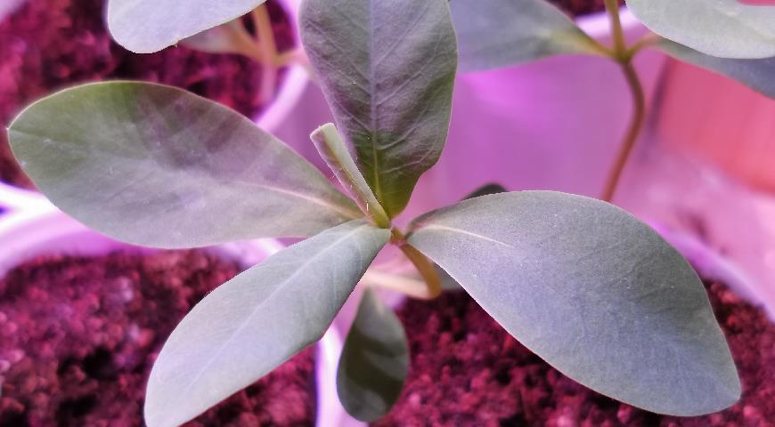 Листья молочая окаймленного под фитолампой