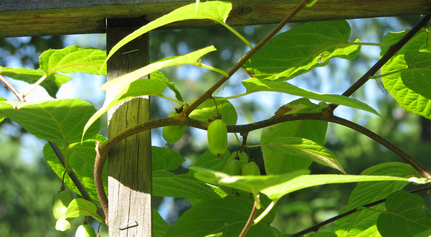 Лиана актинидии с плодами обвивает шпалеру в саду