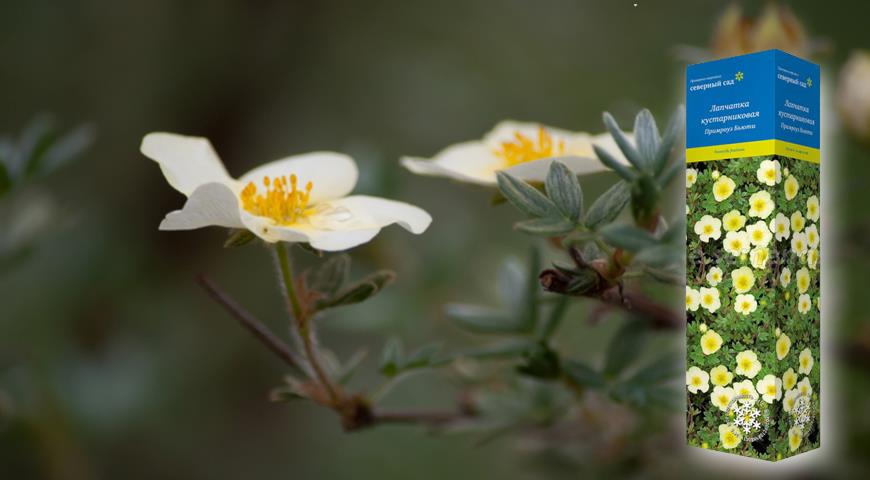 Лапчатка кустарниковая Primrose Beauty