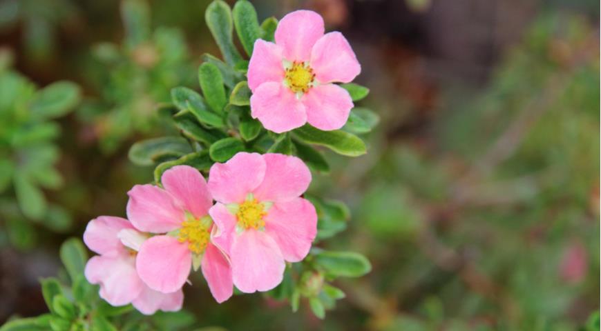 Лапчатка кустарниковая Lovely Pink