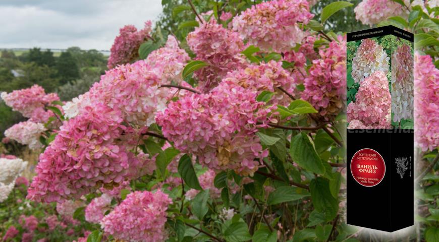 Гортензия метельчатая Vanille Fraise