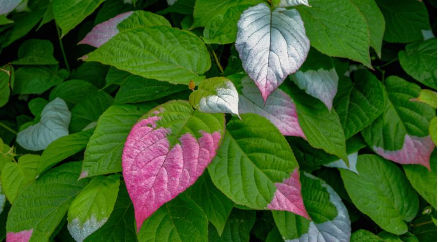 Разноцветный листья актинидии 
