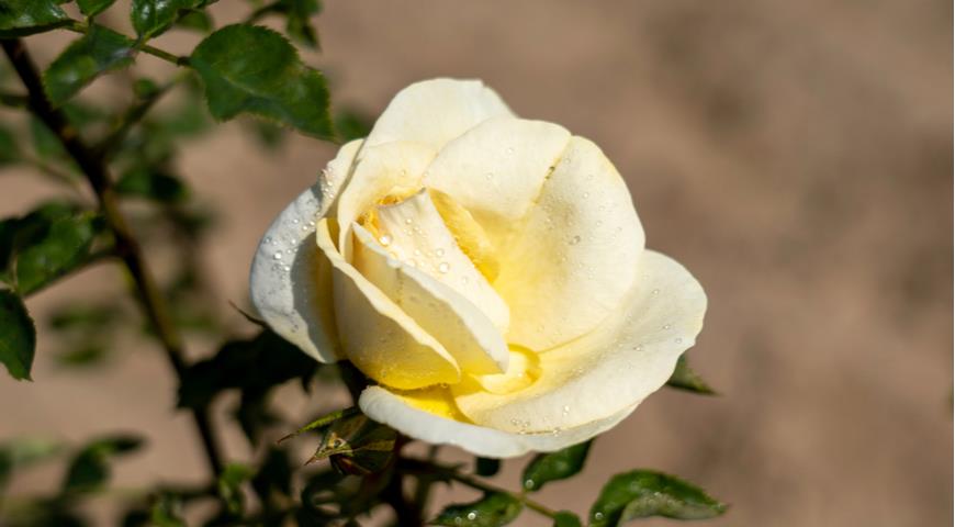 роза канадская j.p.connell
