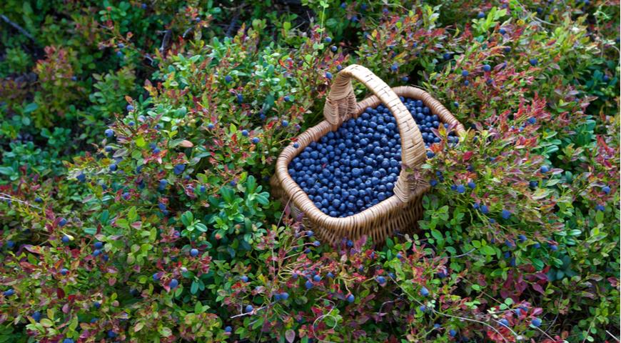 Полная корзина черники миртолистной (Vaccinium myrtillus)