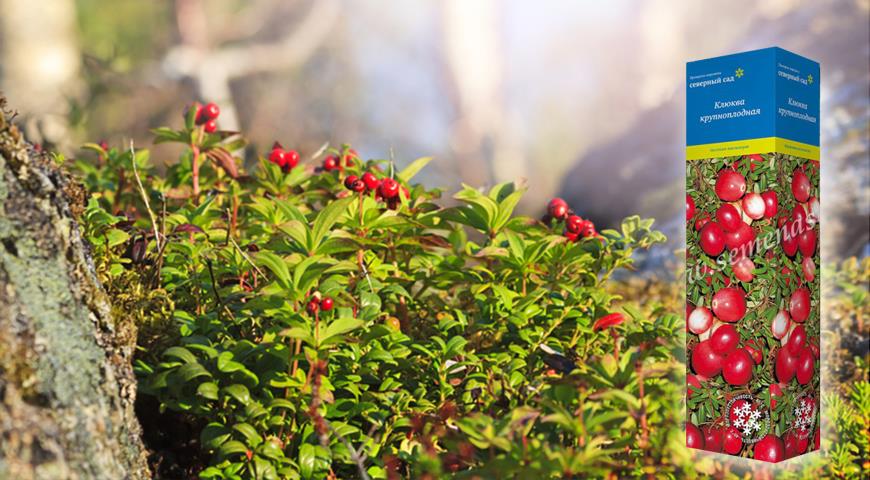 Клюква крупноплодная Stevens (Vaccinium macrocarpon Stevens)