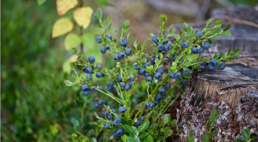 Черника обыкновенная (Vaccinium myrtillus)