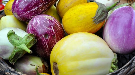Какие баклажаны посеять сейчас на рассаду? Список самых вкусных и необычных сортов от Supersadovnik