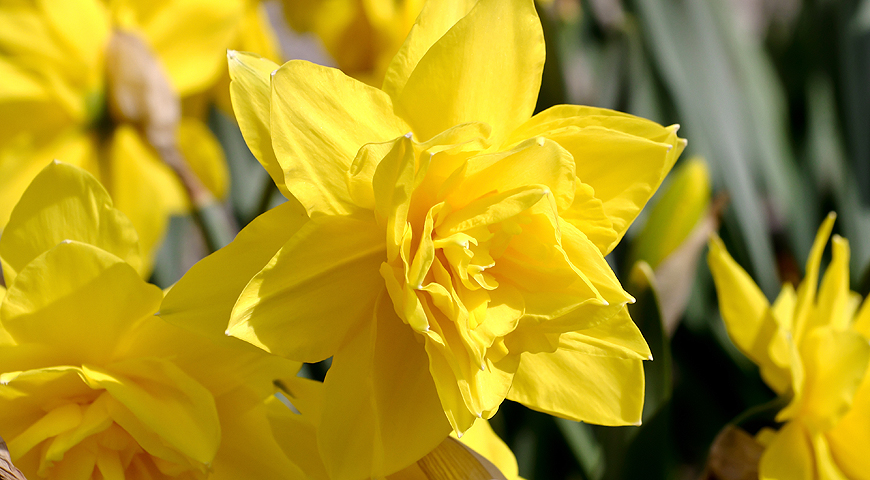 Нарцисс (Narcissus) Golden Ducat