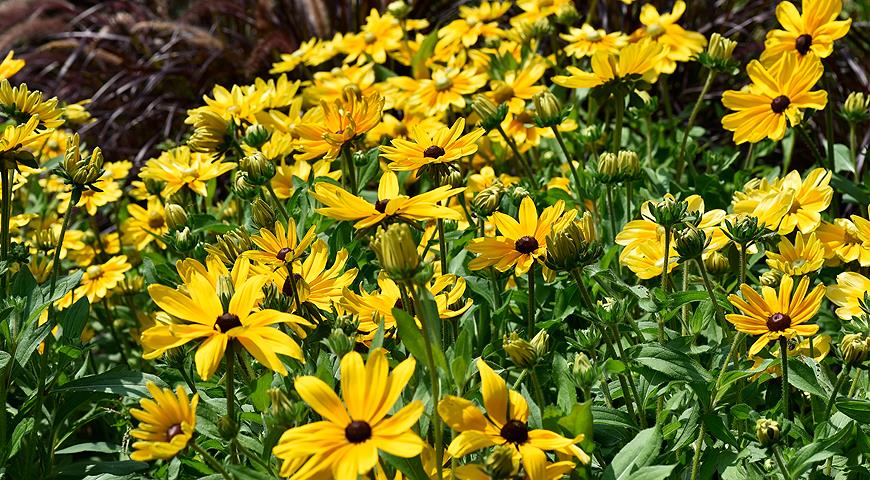 Rudbeckia hirta 'Indian Summer'