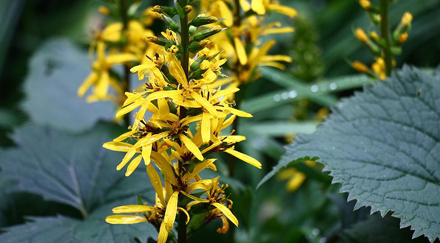 Бузульник Пржевальского (Ligularia przewalskii)