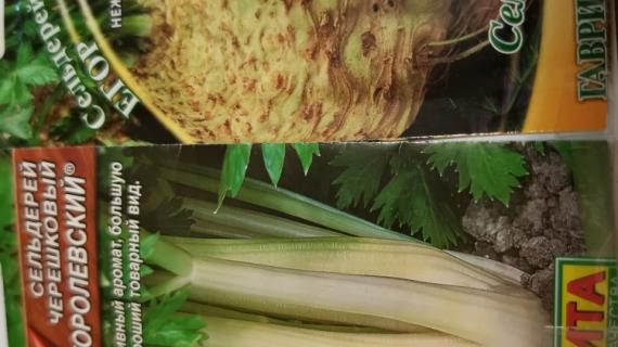 Посеяла сельдерей