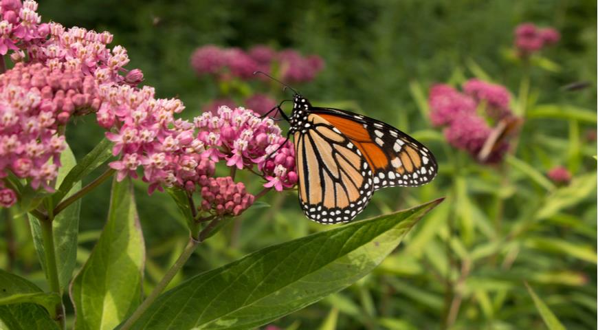 ваточник мясо-красный, Asclepias incarnata