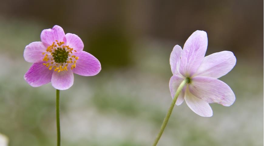 анемона дубравная, Anemone nemorosa, ветреница