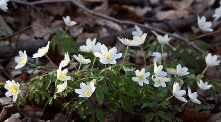 анемона дубравная, Anemone nemorosa, ветреница