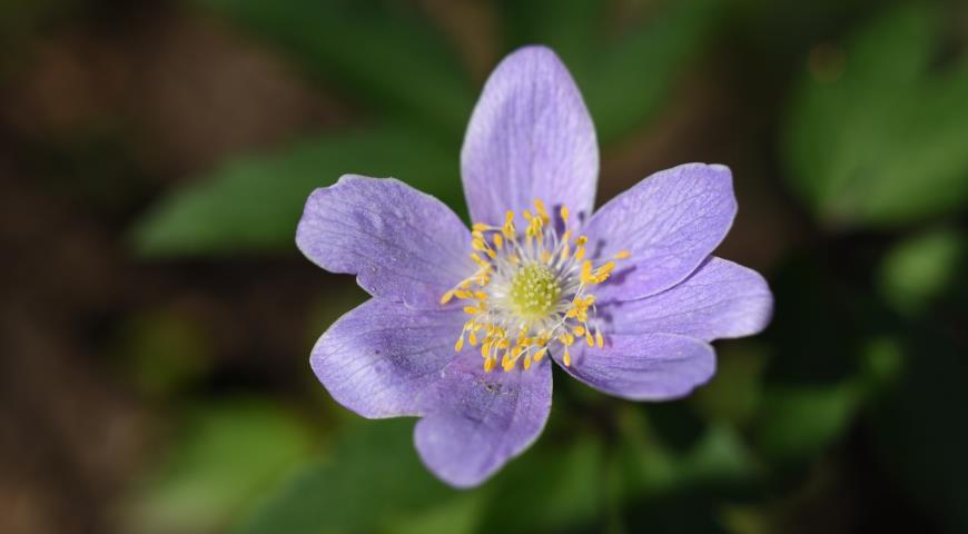 анемона дубравная, Anemone nemorosa, ветреница  Robinsoniana