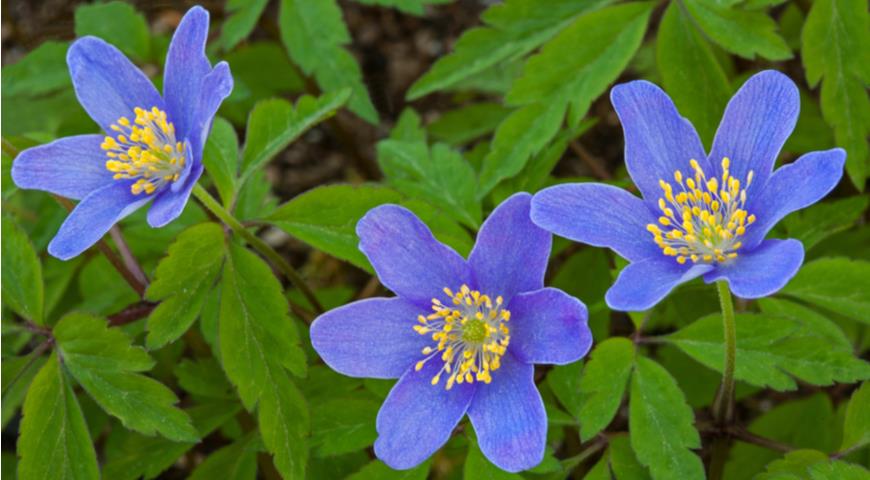 анемона дубравная, Anemone nemorosa, ветреница