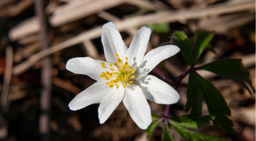 анемона дубравная, Anemone nemorosa, ветреница