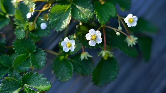 Как ухаживать за клубникой весной