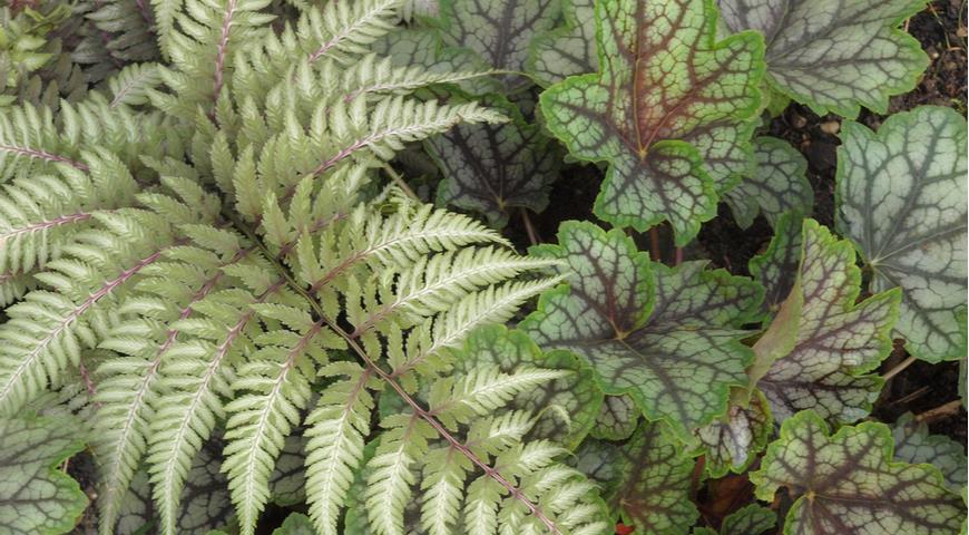 Кочедыжник (Athyrium niponicum) Pictum и гейхера