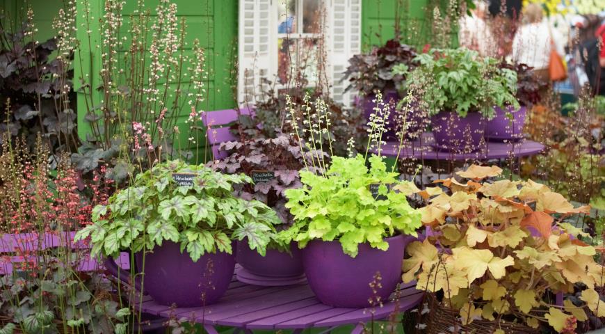 Гейхера на Chelsea Flower Show, Челси