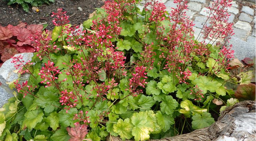 Гейхера Coral Bells