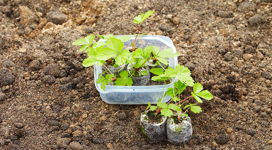 Садовая земляника (клубника) из семян: полезные советы по выращиваю рассады