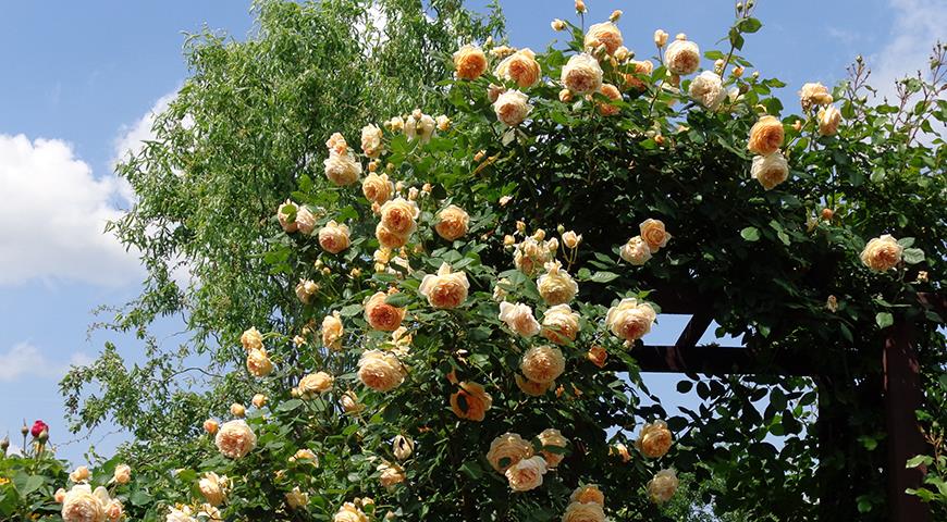 Как ухаживать за розами: все работы в розарии весь сезон