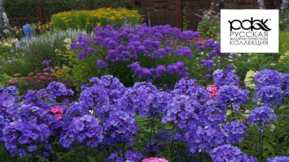 Учимся на изоляции не выходя из дома: лучшие садовые лекции со скидками в школе РФК