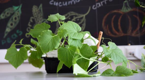 Как вырастить огурцы на балконе