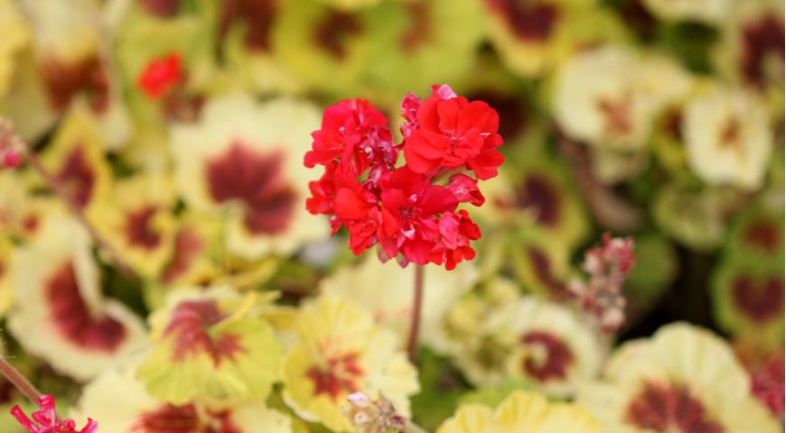  Pelargonium x hortorum, Zonal Geranium Пеларгония зональная Indian Dunes