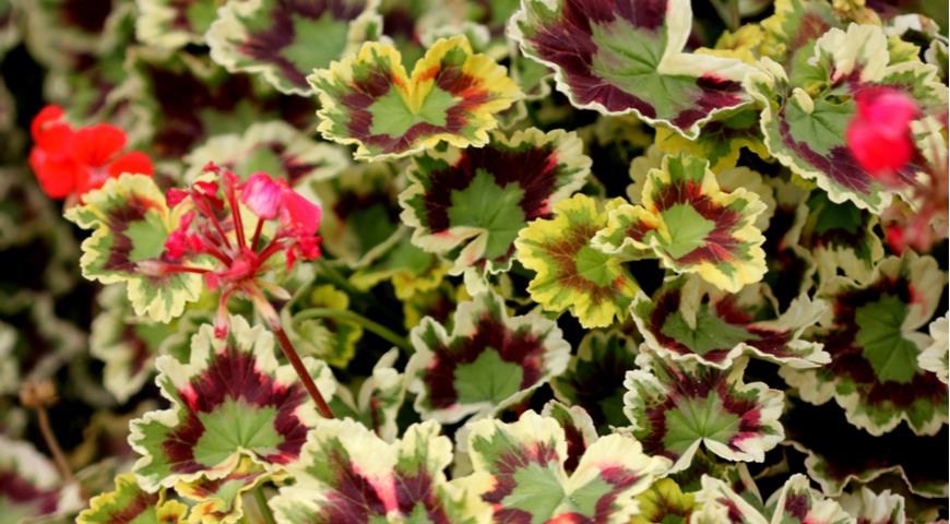  Pelargonium x hortorum, Zonal Geranium Пеларгония зональная Velma Cox, также известная как Mr. Henry Cox