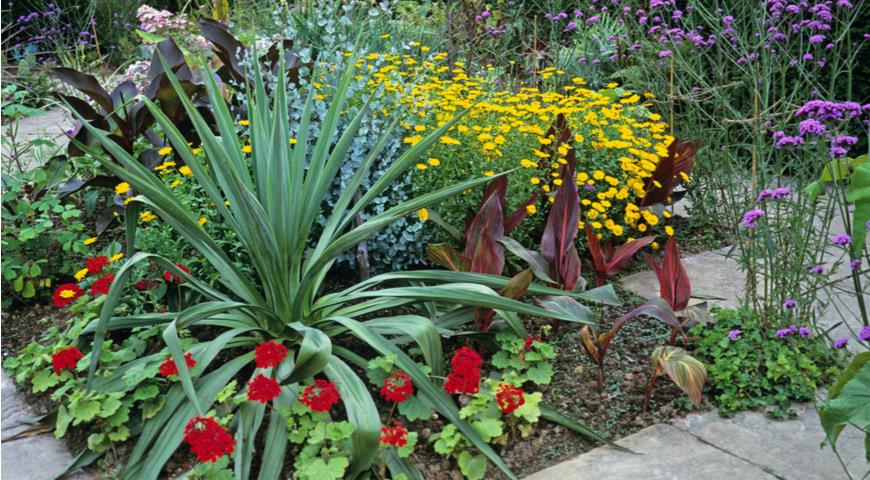 В саду пеларгонии лучше не смешивать с яркими растениями
