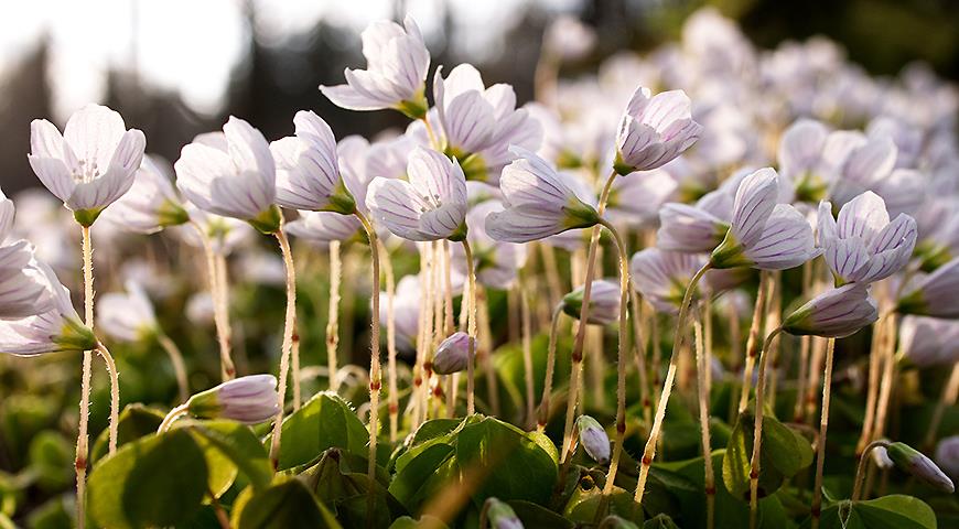 Кислица или оксалис, Oxalis