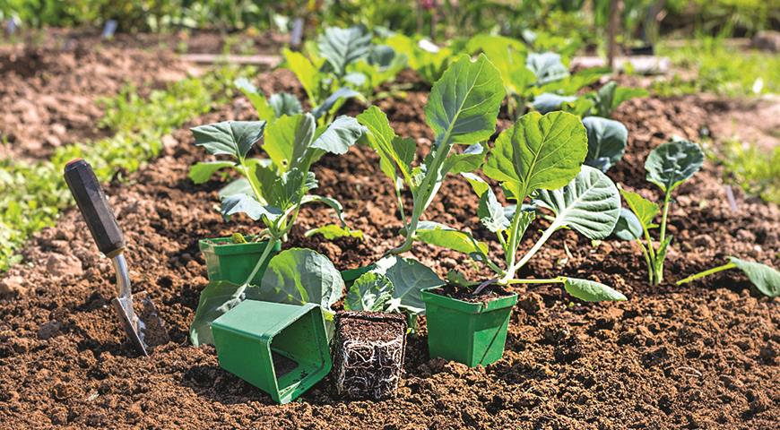 Выращивание рассады капусты в домашних условиях: все от посева на рассаду до высадки в грунт