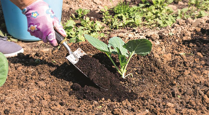 Выращивание рассады капусты в домашних условиях: все от посева на рассаду до высадки в грунт
