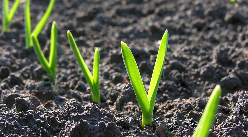 Можно ли посадить озимый чеснок весной как яровой и как это сделать?