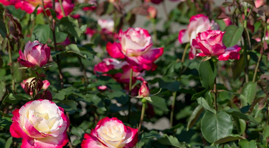 Бордюрные Розы Фото С Названиями