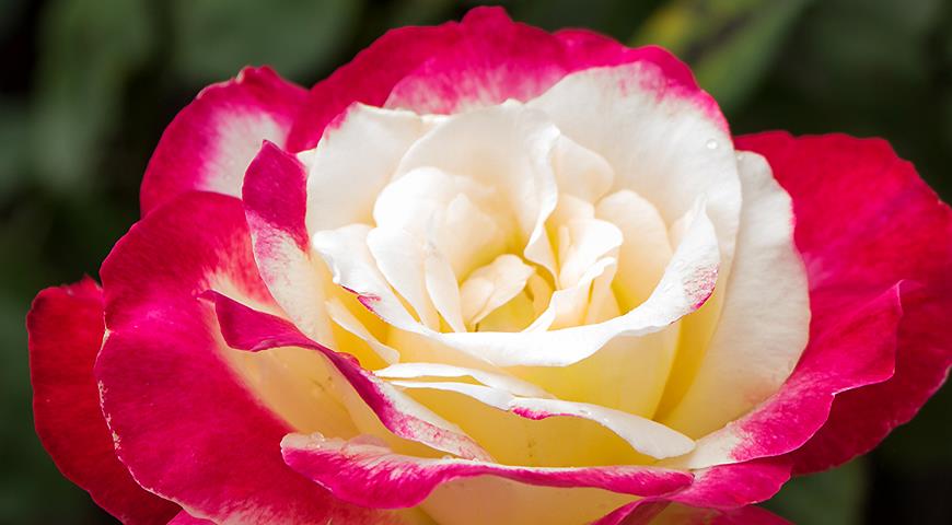 Выбираем сорт розы для сада: двухцветные розы